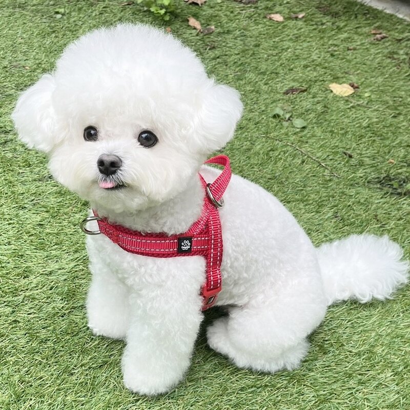 멍템 앞섬방지 강아지 하네스, 블랙, 1개