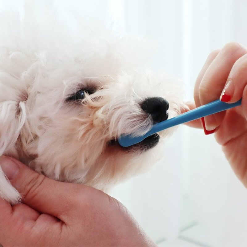 딩동펫 강아지 고양이 솔루션 칫솔, 6개