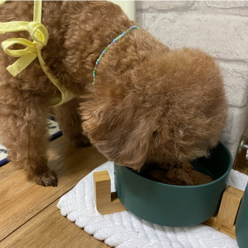 개똑 강아지 습식사료 주식 뇌건강 소고기+오리+참치 70g 12개, 참치+소고기, 없음
