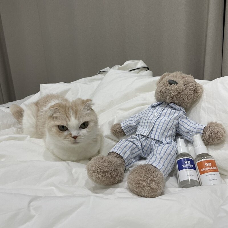 [묘향] 고양이 투명한 마약 캣닢 스프레이 100% 원액 완전캣잎, 50g, 1개