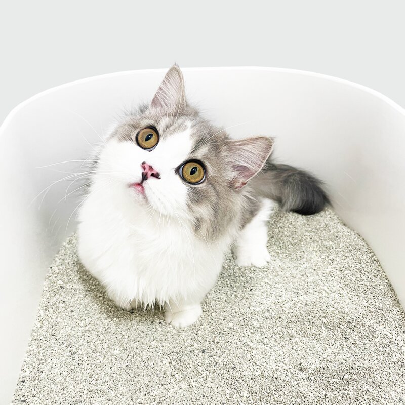 미야옹철 펠리스샌드 카사벤토 고양이 모래 대용량, 8.3kg, 1개, 무향