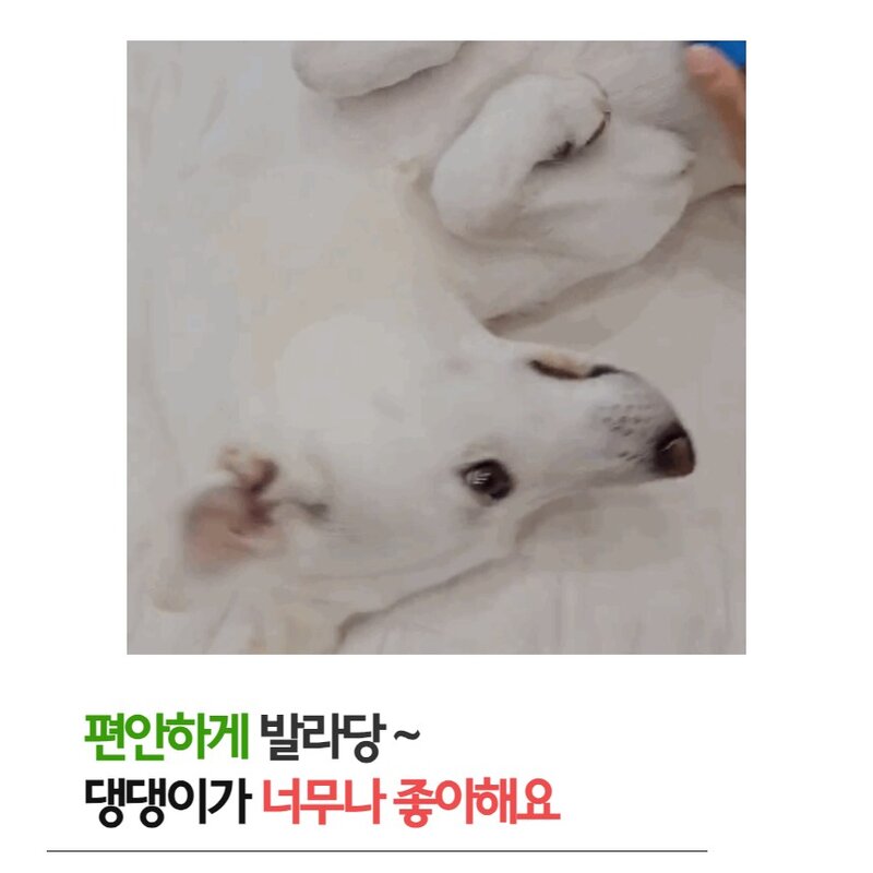 [1+1] 핸독 부드럽펫 마사지 브러쉬, 2개