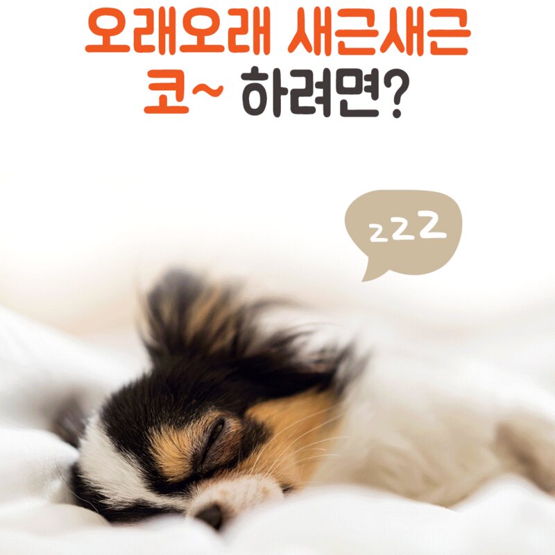 강아지 기관지 협착증 호흡기 영양제 대용량 펠렛 메이제이, 1박스