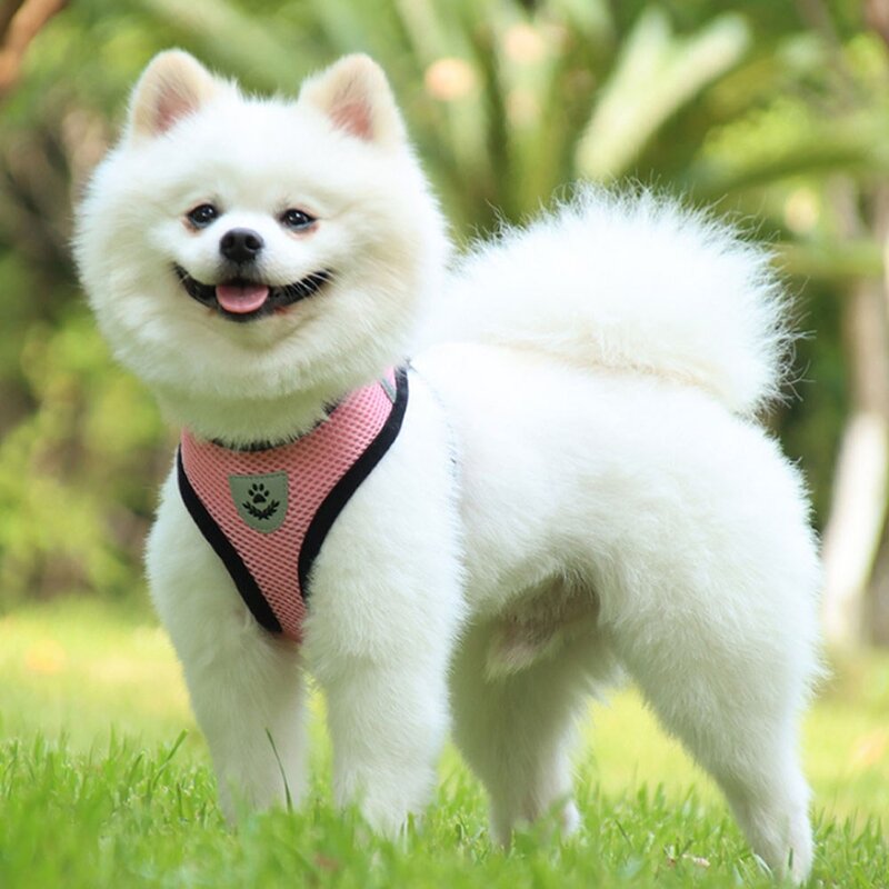 데일리퍼블릭 산책 조끼 강아지 하네스 리드줄 포함, 블루, 1개
