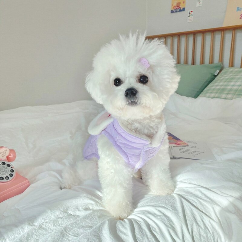 토끼 강아지겨울옷 강아지 패딩 조끼 방한복, 퍼플, 1개