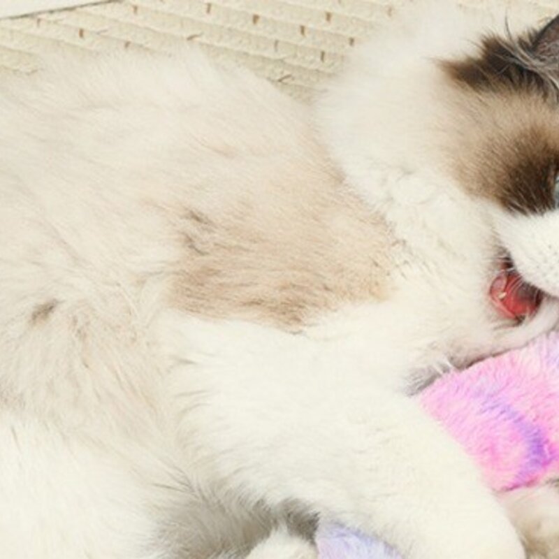 티티펫 고양이 마약 캣닢 마따따비 애착 베개 3종 세트, 혼합색상, 1세트