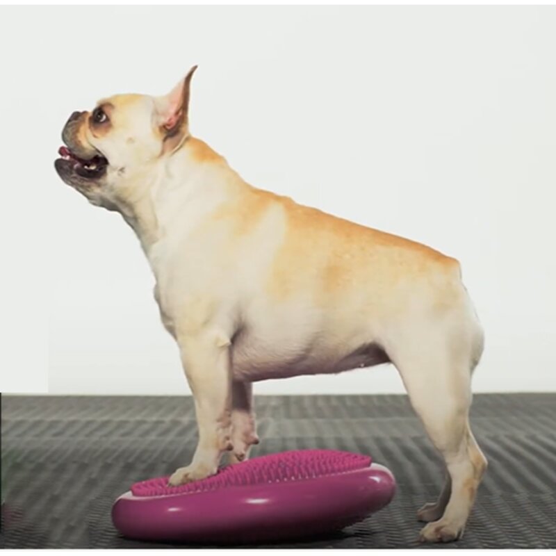 Pet Life 강아지운동기구 반려견 재활 짐볼 훈련 근력 슬개골탈구예방 피트니스, 1개, 블랙
