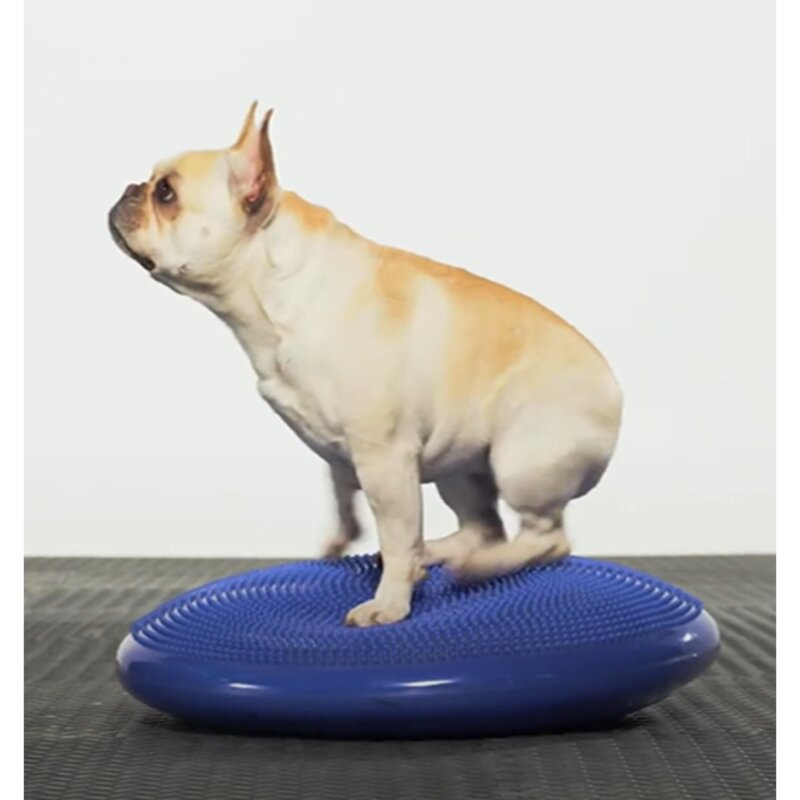 Pet Life 강아지운동기구 반려견 재활 짐볼 훈련 근력 슬개골탈구예방 피트니스, 1개, 블랙