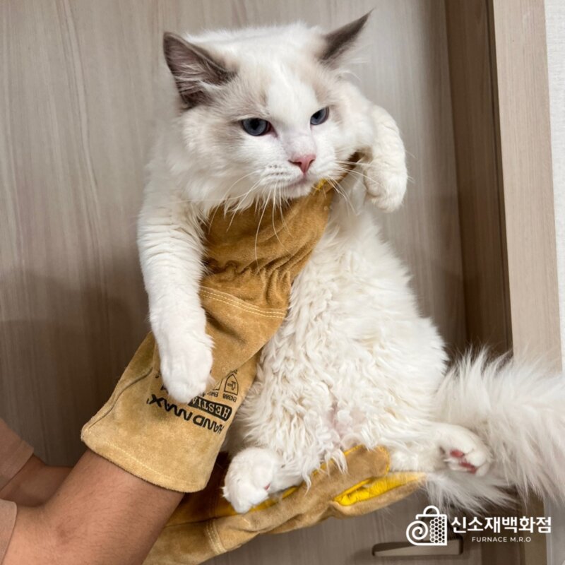 핸드맥스 헤스티아 물림방지 장갑 고양이 개 반려동물 핸들링 글러브 할큄 입질 훈련사, 1개