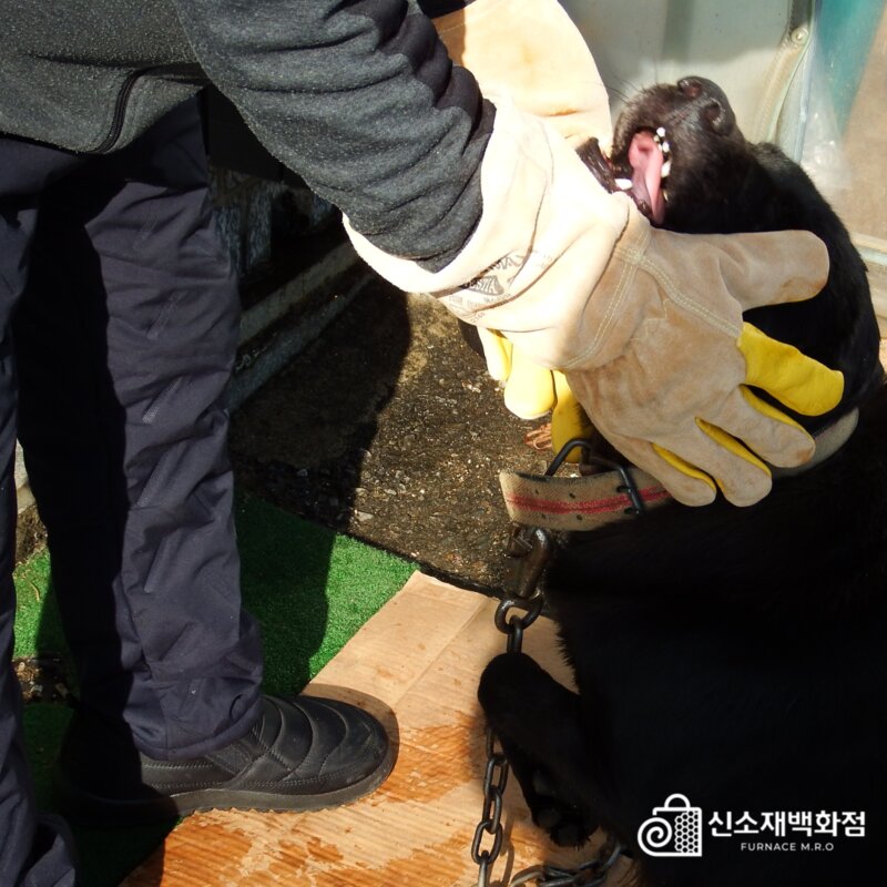 핸드맥스 헤스티아 물림방지 장갑 고양이 개 반려동물 핸들링 글러브 할큄 입질 훈련사, 1개