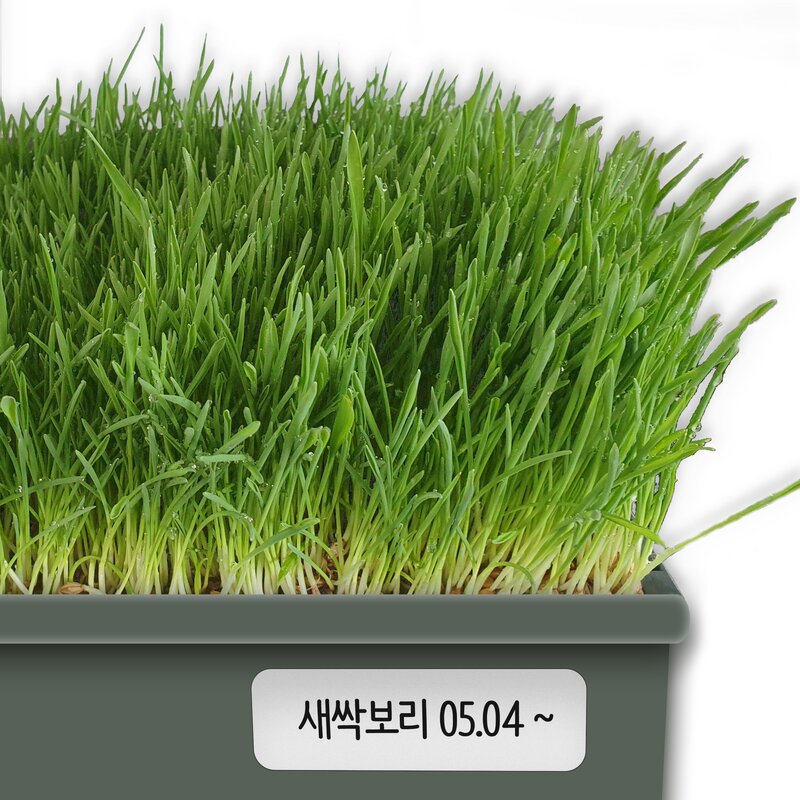 국내산 햇 보리로 키우는 고양이 보리새싹 캣그라스 키우기 새싹보리 키우기 500g, 1개