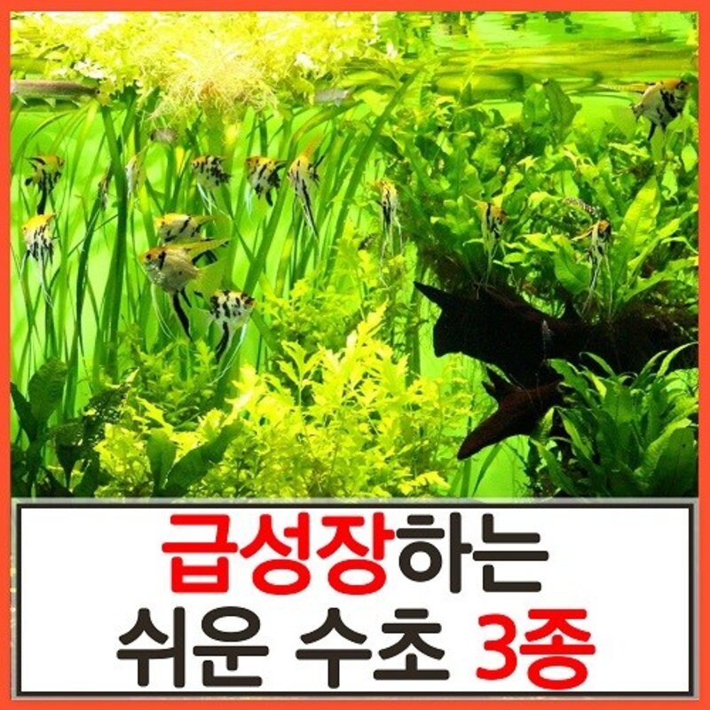 수초하우스) 급성장하는 쉬운 수초 3종 세트(총32줄기), 1개