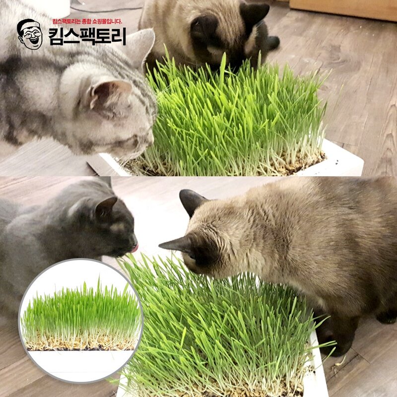 직접키운 캣그라스 생화 2개 고양이풀 고양이 헤어볼 천연 간식 캣글라스, 03. 캣그라스생화 보리1개+귀리1개