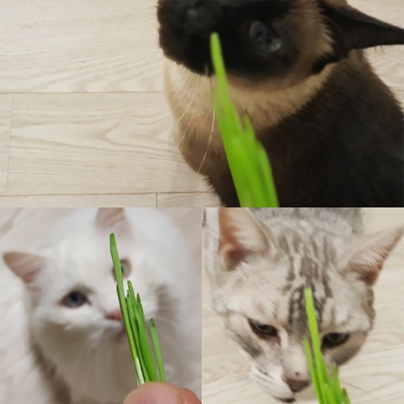 직접키운 캣그라스 생화 2개 고양이풀 고양이 헤어볼 천연 간식 캣글라스, 03. 캣그라스생화 보리1개+귀리1개