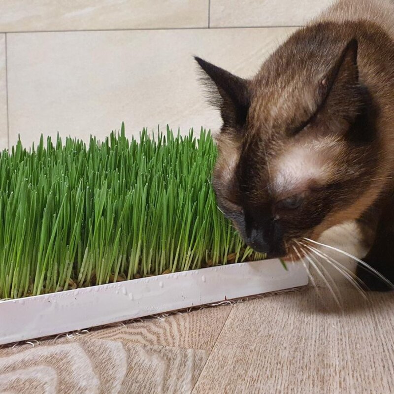 직접키운 캣그라스 생화 2개 고양이풀 고양이 헤어볼 천연 간식 캣글라스, 03. 캣그라스생화 보리1개+귀리1개