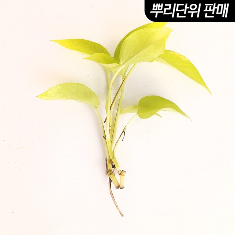형광 스킨답서스 3촉 - (베타수초 원예수초), 단품