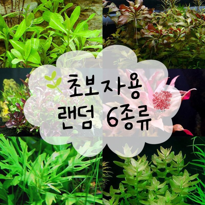 피알피쉬 1.5자 수초세트, 1세트