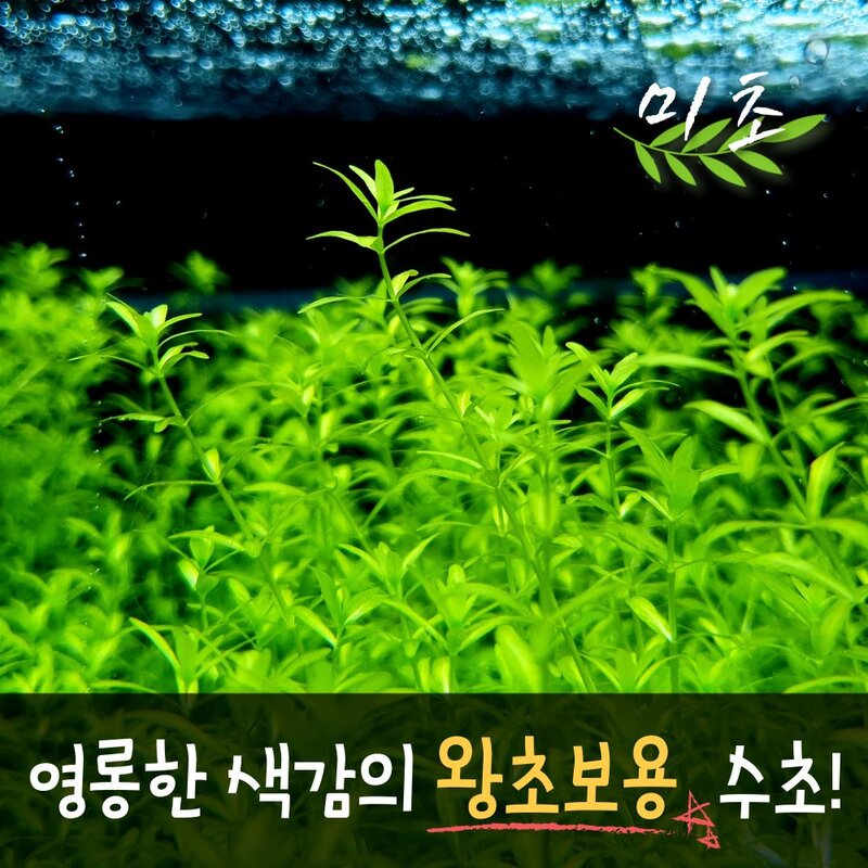 펄그라스 수초 25촉 / 유경수초 / 초보자 수초 / 치어 수초, 1개