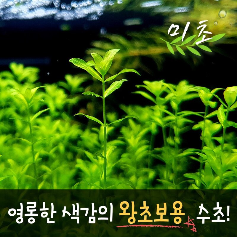 펄그라스 수초 25촉 / 유경수초 / 초보자 수초 / 치어 수초, 1개