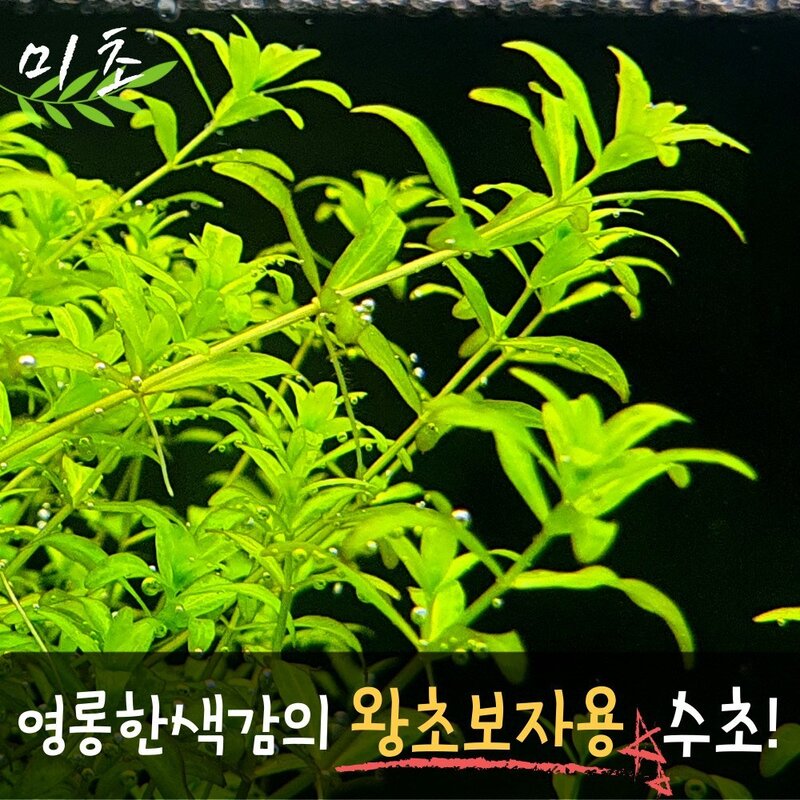 펄그라스 수초 25촉 / 유경수초 / 초보자 수초 / 치어 수초, 1개