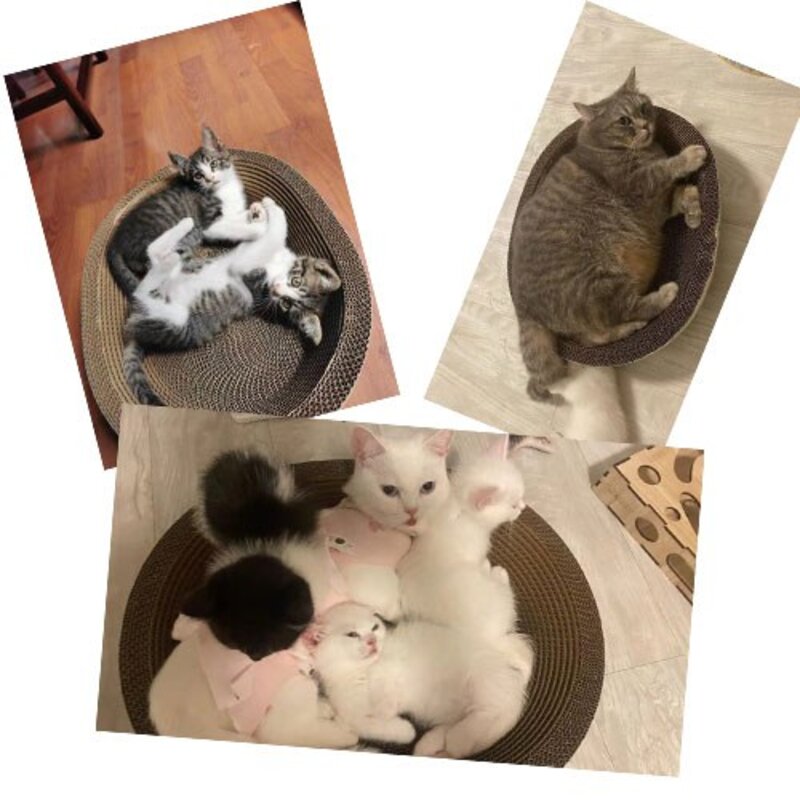 에스엘씨펫 고양이 특대형 스크래쳐 타원형, 1개