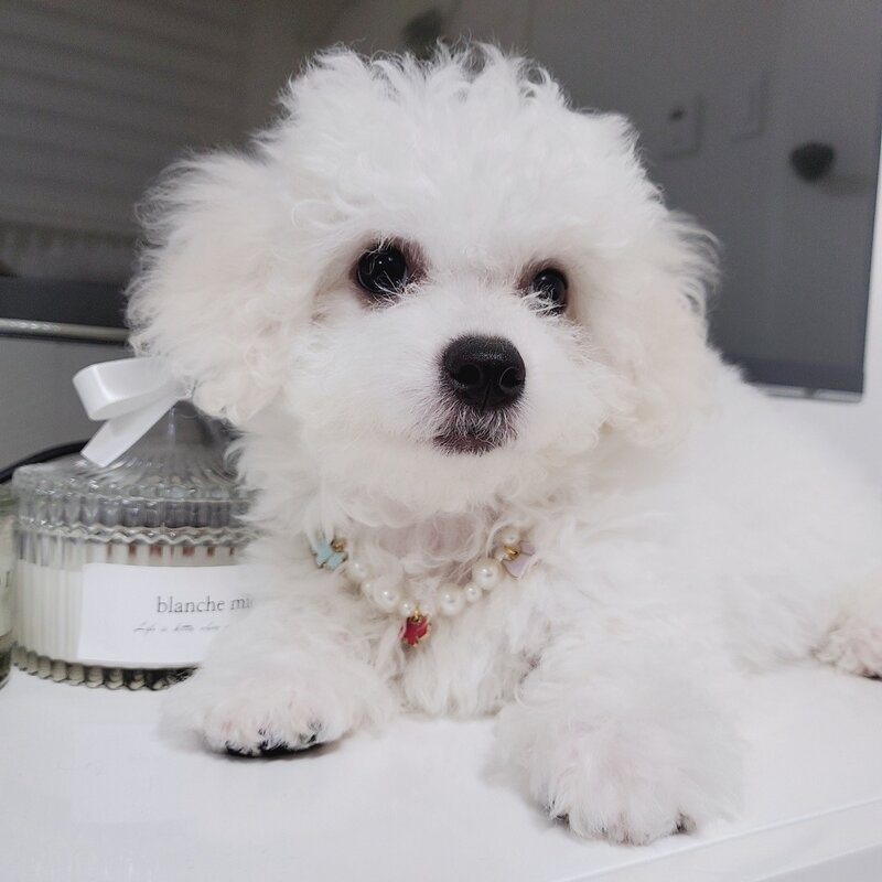 뽕삔 강아지 팬던트 진주 목걸이, 화이트, 1개