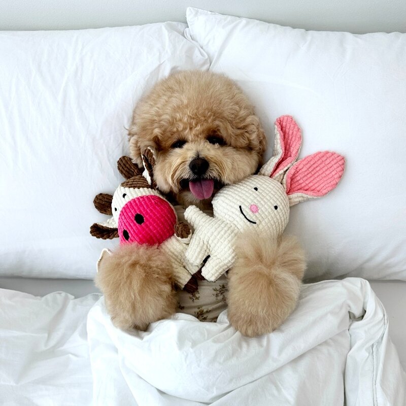 반려견 강아지 터그놀이 캐릭터 삑삑이 세트, 1팩