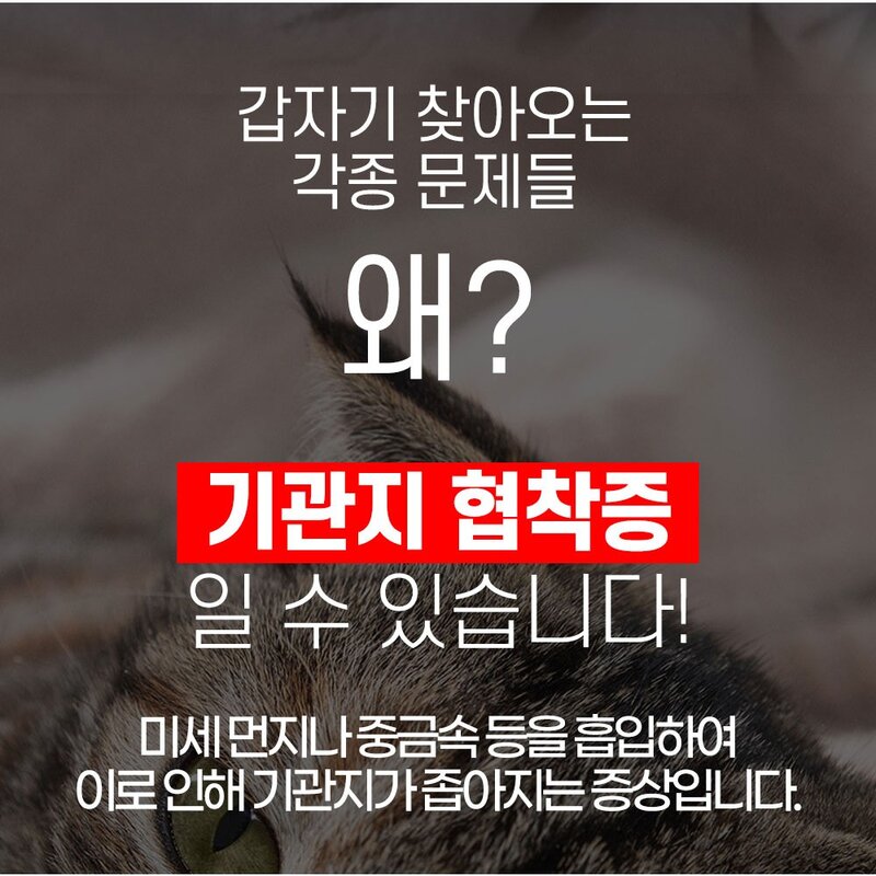 한국바이오펫 강아지 브레스 기도협착 호흡기 보조제, 1통