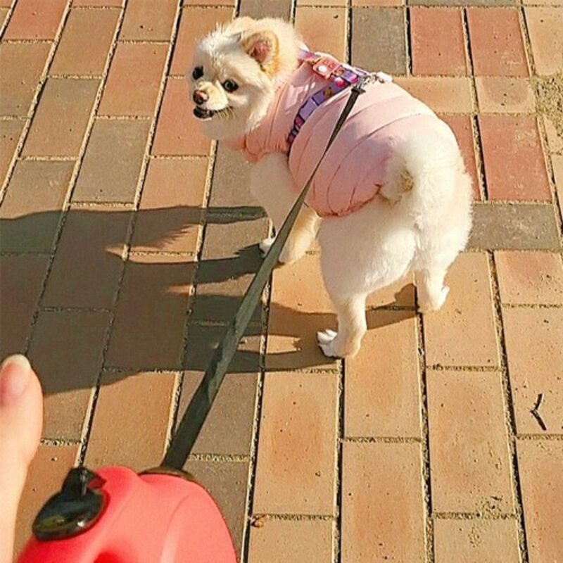 페키움 자동리드줄 강아지 산책줄 목줄, 페키움 화이트 블랙, 1개