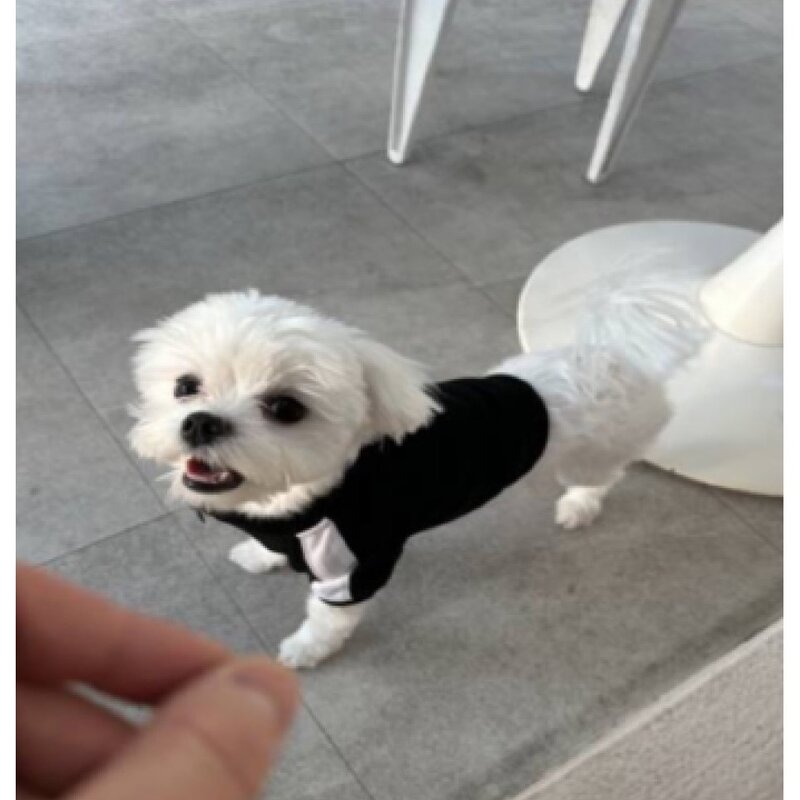 다이개 강아지 포미 트레이닝복 가을 겨울 애견 의류, 블랙, 1개