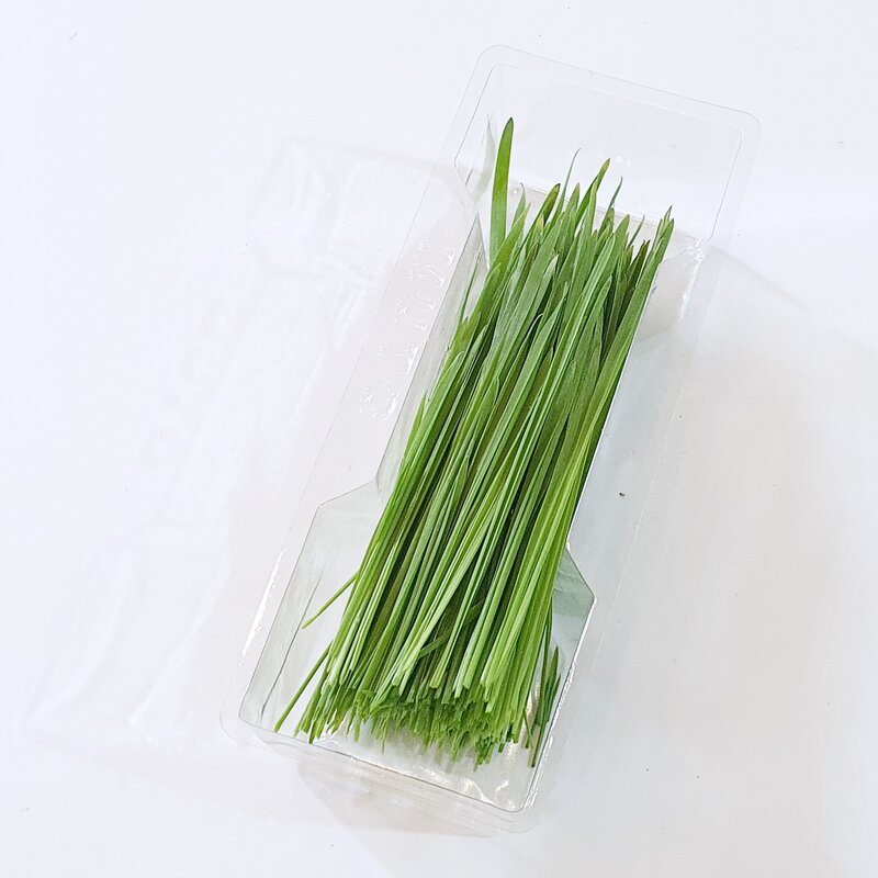 뮤토그리스 싱싱한 캣그라스 생잎, 1개, 30g, 귀리