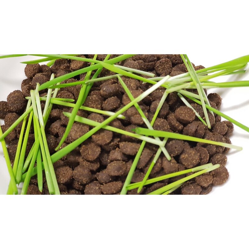 뮤토그리스 싱싱한 캣그라스 생잎, 1개, 30g, 귀리