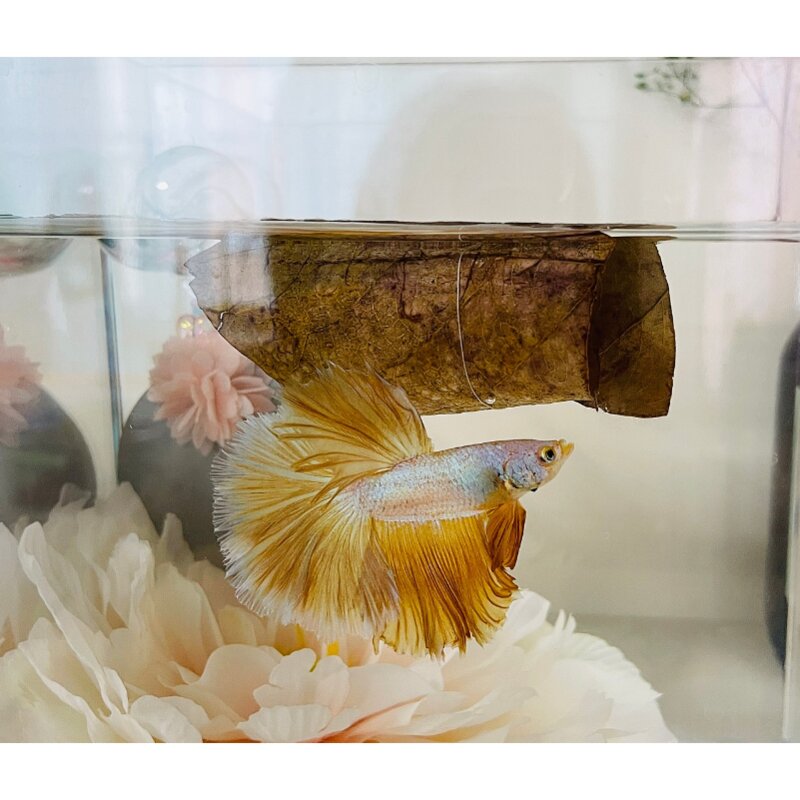 베타 알몬드잎 20장, 알몬드잎 S(13cm) 20장, 1개