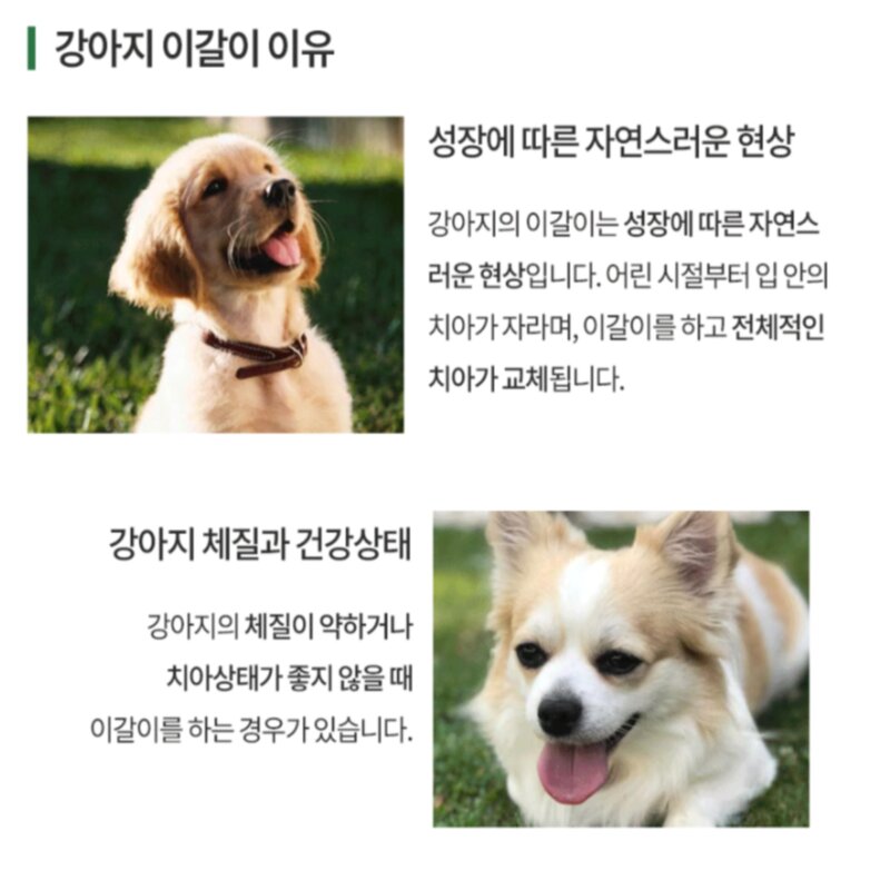 알로페로 강아지 프리미엄 이갈이 우드스틱 장난감 뿔모양+뼈다귀모양, 1세트