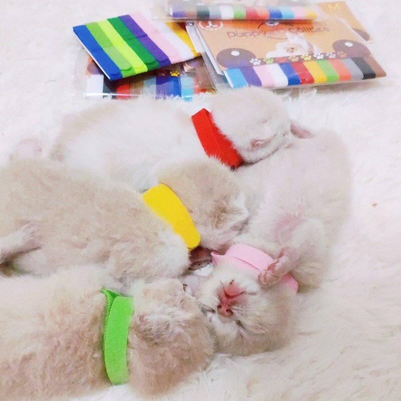 새끼강아지인식표 새끼강아지목걸이 새끼고양이목걸이 탯줄 출산준비물 색줄 네임택 이름표, 12개