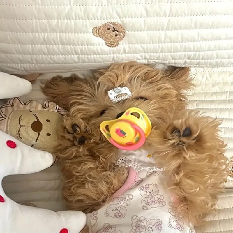 아하토이 다이앤 강아지 쪽쪽이, 랜덤 발송, 2개