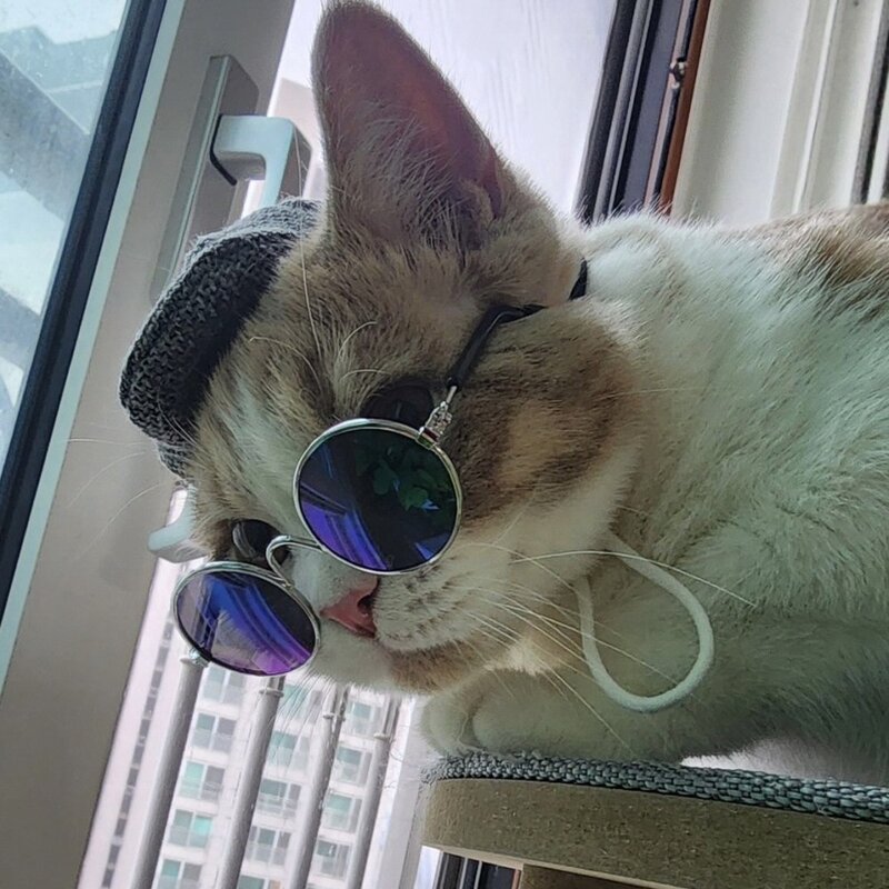 고양이 강아지 베레모 산책 모자, 1개