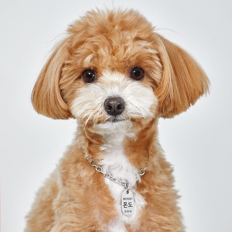 변색 없는 강아지 목걸이 인식표 고양이 이름표 써지컬스틸 탄생석, 무광 라운드 L, 기본 체인, 2번, 1개