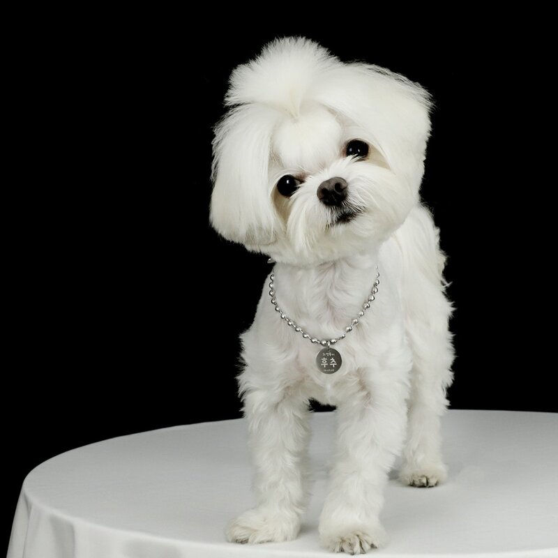 변색 없는 강아지 목걸이 인식표 고양이 이름표 써지컬스틸 탄생석, 무광 라운드 L, 기본 체인, 2번, 1개
