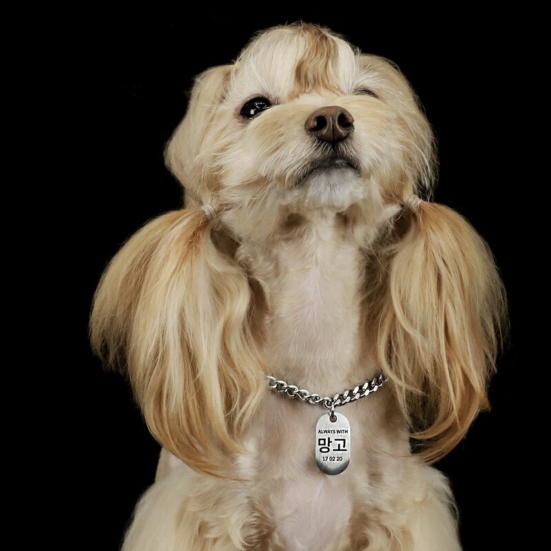 변색 없는 강아지 목걸이 인식표 고양이 이름표 써지컬스틸 탄생석, 무광 라운드 L, 기본 체인, 2번, 1개