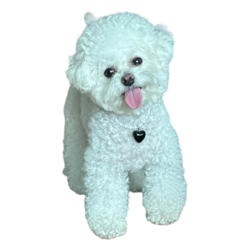 강아지 진주 하트 목걸이, 1개