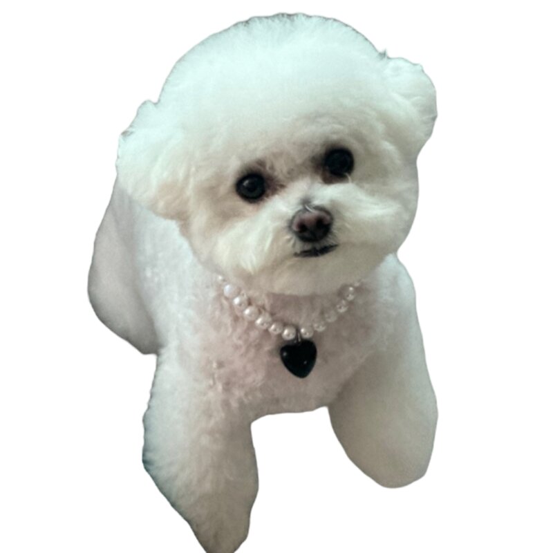 강아지 진주 하트 목걸이, 1개