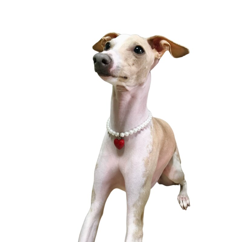 강아지 진주 하트 목걸이, 1개