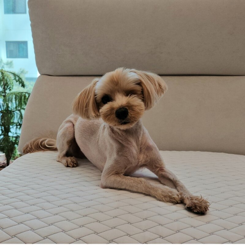 반려동물 욕창 예방 방지 매트 매트리스 강아지 고양이, 1개