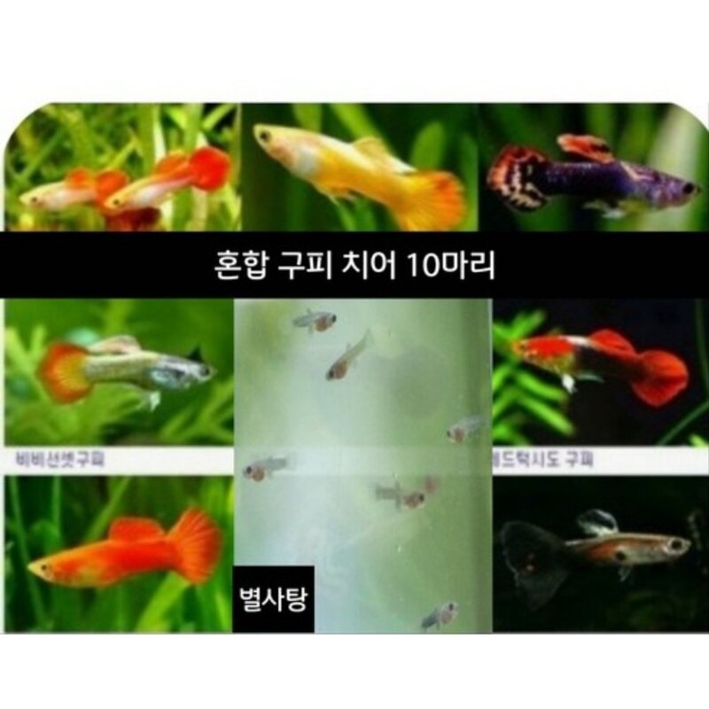혼합 구피 치어 10마리, 1개