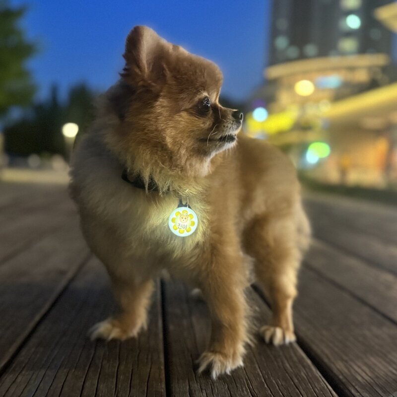 LED 점등 점멸 야간산책 반려견 반려묘 반려동물 강아지 고양이 하네스 목걸이 인식표, 1개