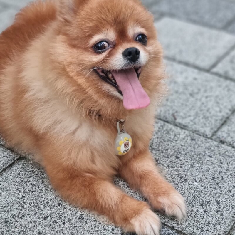 LED 점등 점멸 야간산책 반려견 반려묘 반려동물 강아지 고양이 하네스 목걸이 인식표, 1개