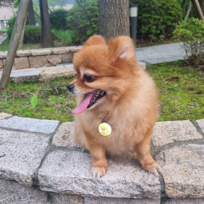 LED 점등 점멸 야간산책 반려견 반려묘 반려동물 강아지 고양이 하네스 목걸이 인식표, 1개