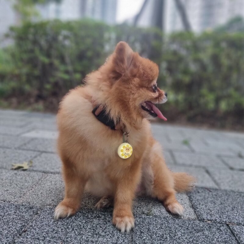 LED 점등 점멸 야간산책 반려견 반려묘 반려동물 강아지 고양이 하네스 목걸이 인식표, 1개