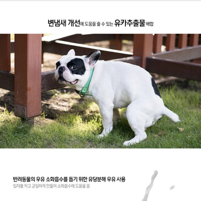 에버그로 펫밀크 강아지우유 반려견 락토프리 초유함유 우유 3종, 피부&모발, 1개